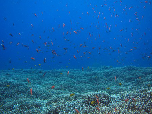 サンゴのじゅうたん上を無数の赤い熱帯魚が泳いでいます。